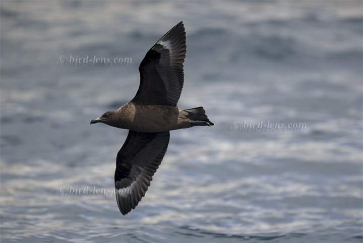 Antarktis Skua